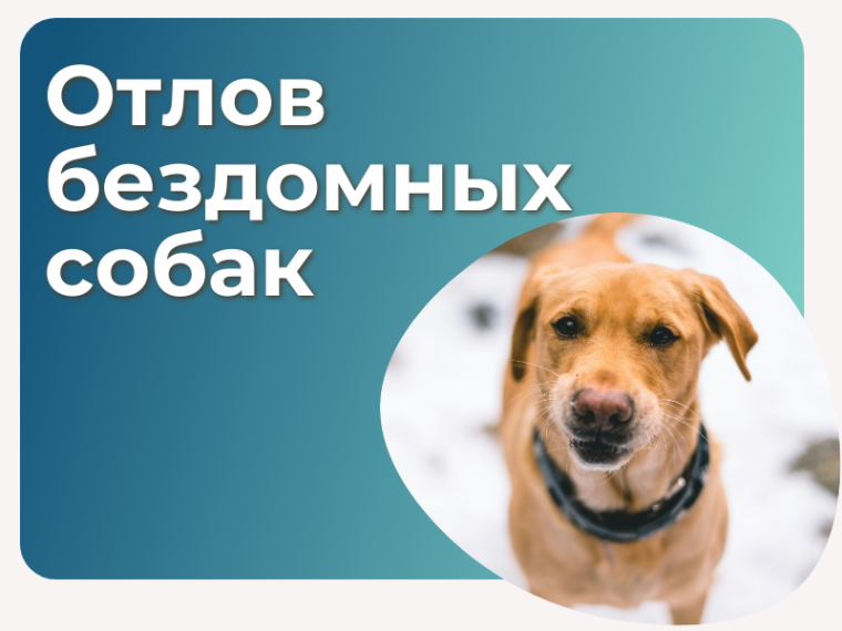 Отлов бездомных собак в Казачинском районе: как работает система. Отлов бездомных собак в Казачинском районе: как работает система.