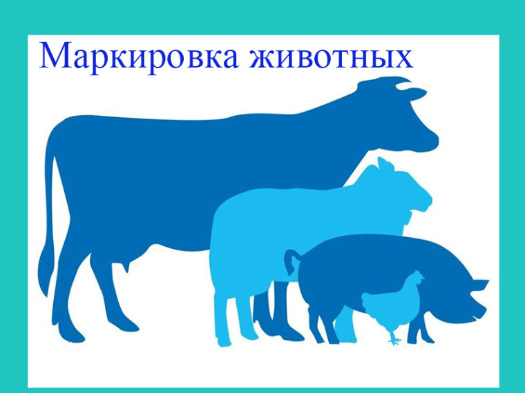 Маркирование животных. Маркирование животных.